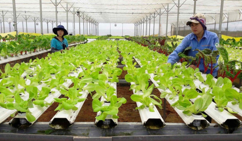 Đi đơn hàng Nông nghiệp trồng trọt tại Nhật thì làm những công việc gì